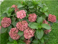 266adf7d-Picture 583.jpg